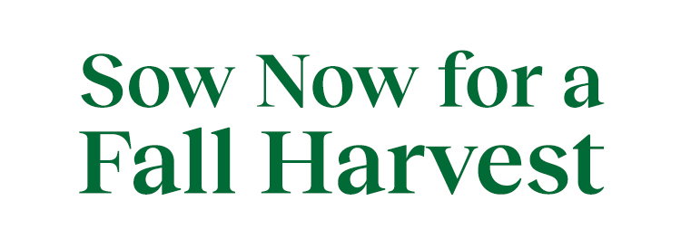 Fall Harvest Vegetables