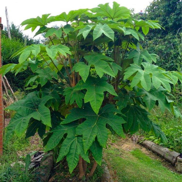 Tetrapanax papyrifer 'Rex' - T-Rex Plant