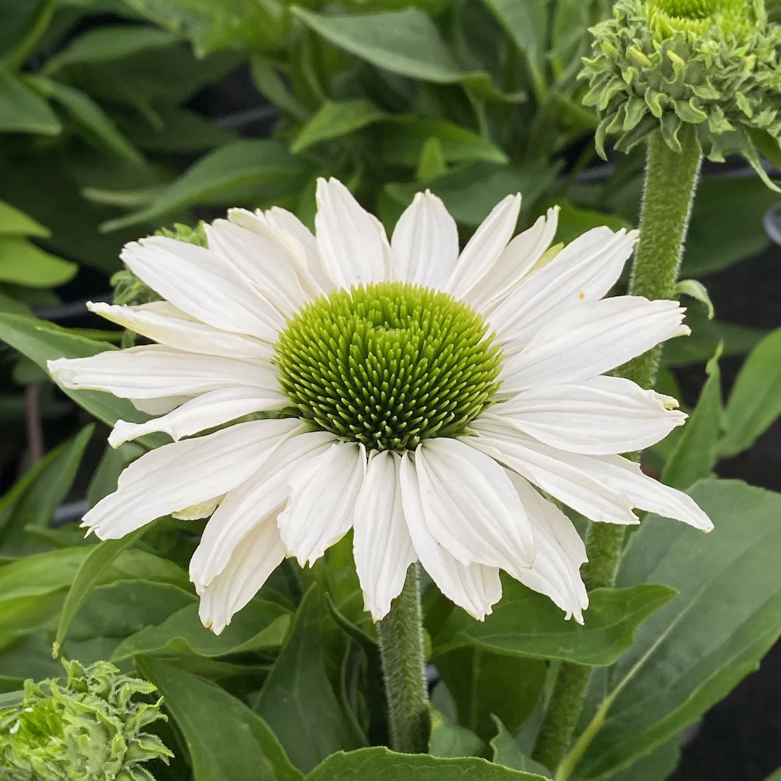 Echinacea Sun Seekers - ‘White Perfection’