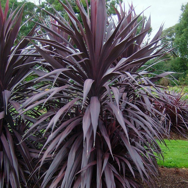 Cordyline 'Burgundy Spire'