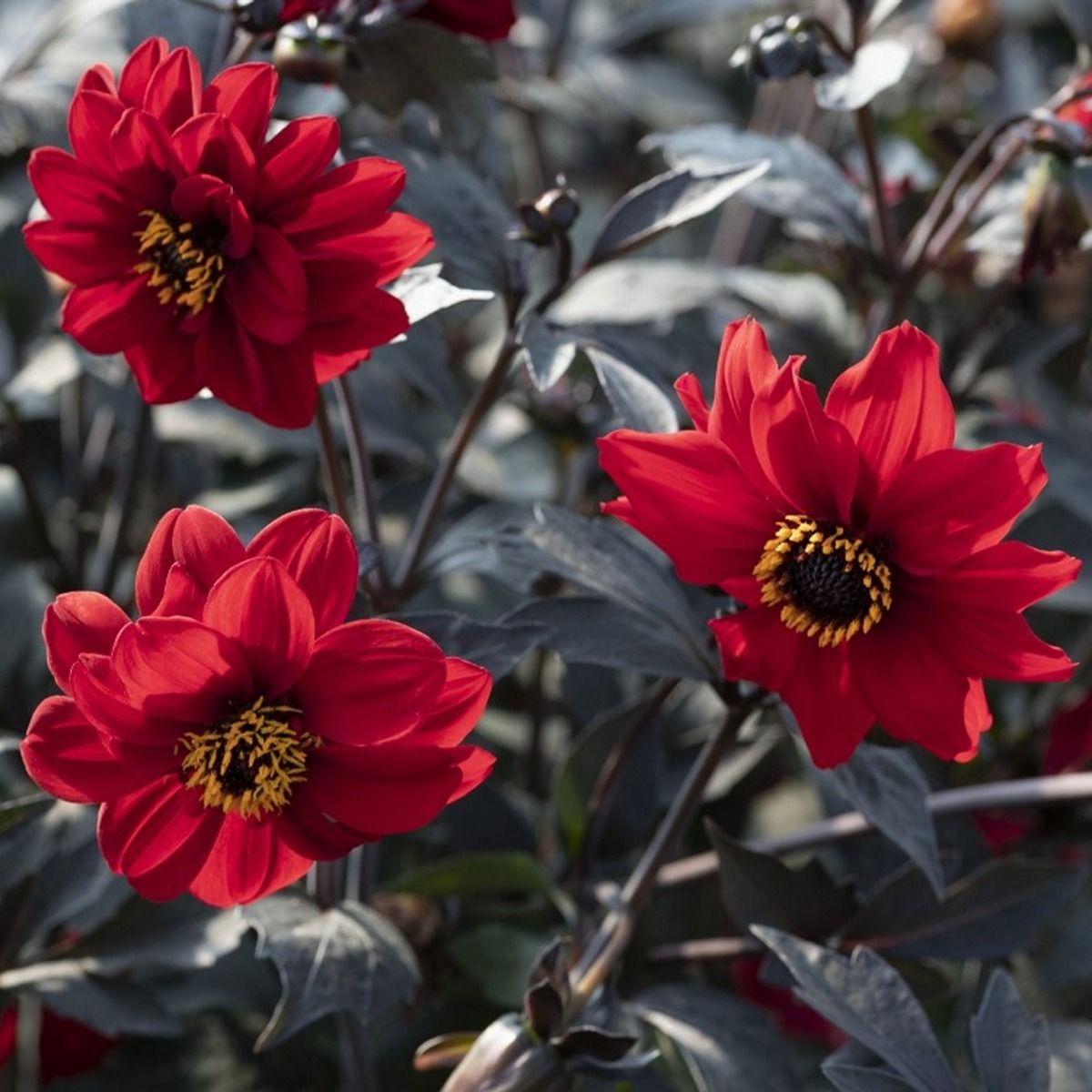 Dahlia 'Black Forest Ruby' Plant - In Bud & Bloom