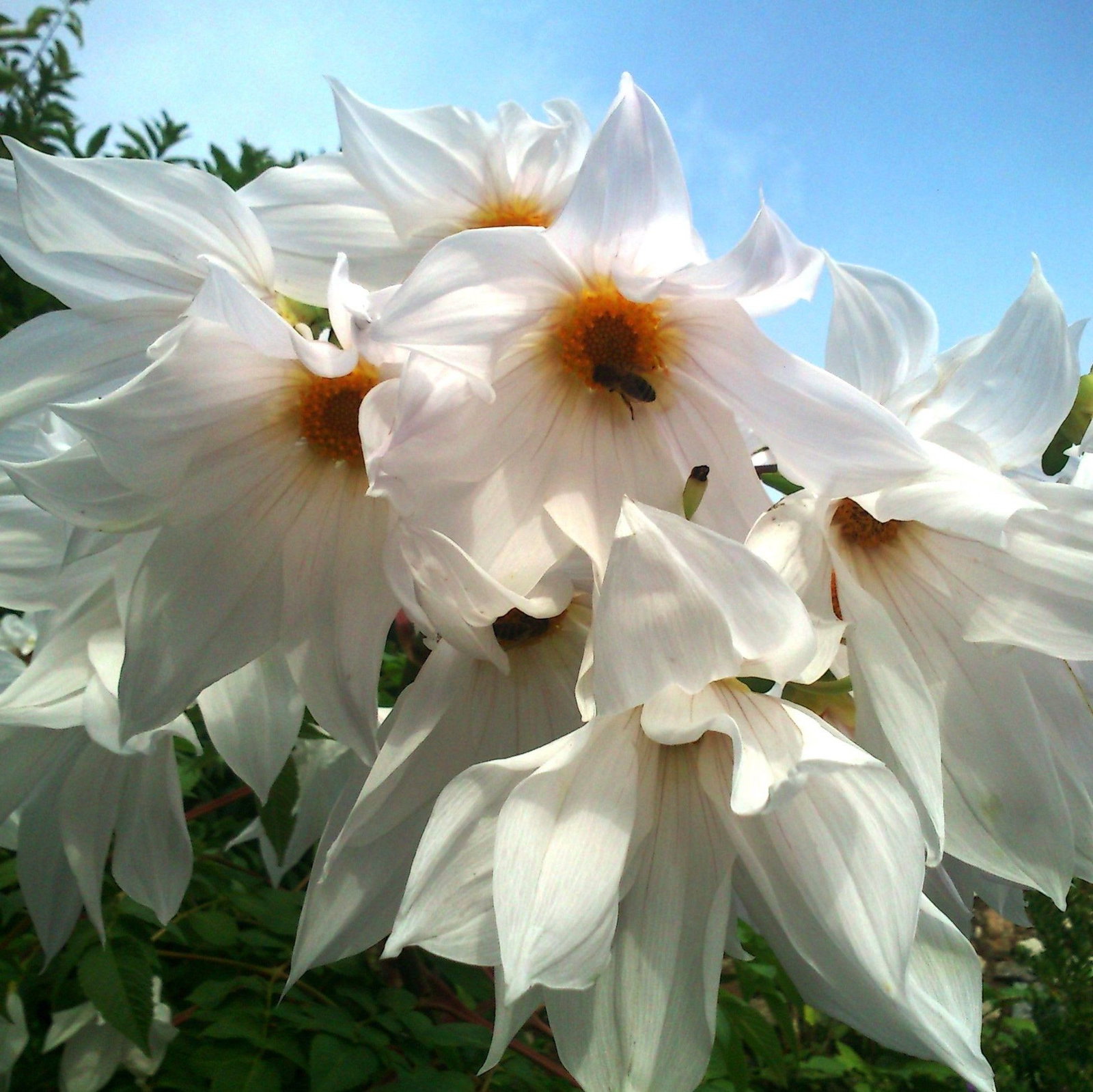 White Imperial Tree Dahlia