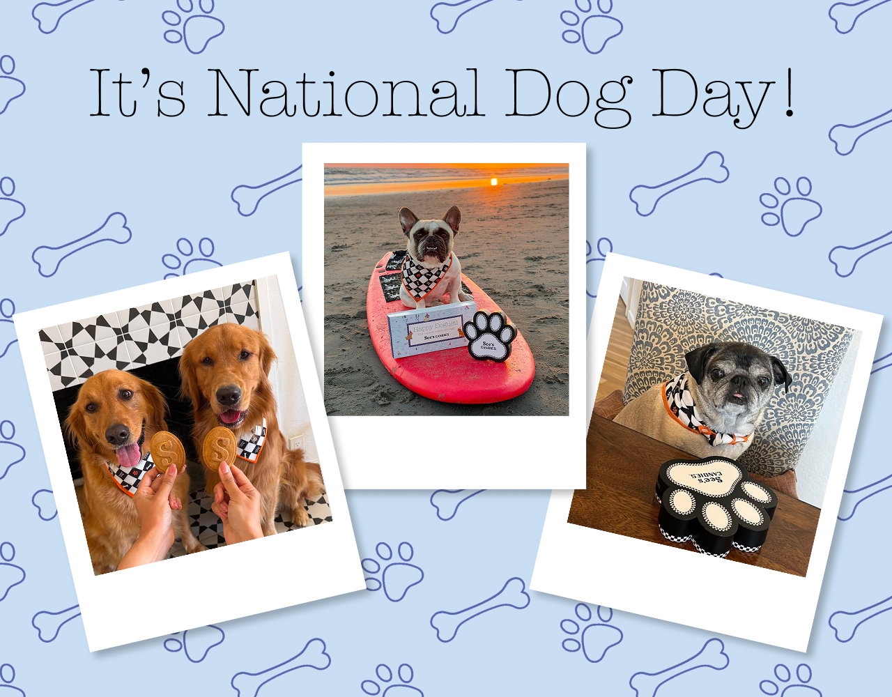 It's National Dog Day!