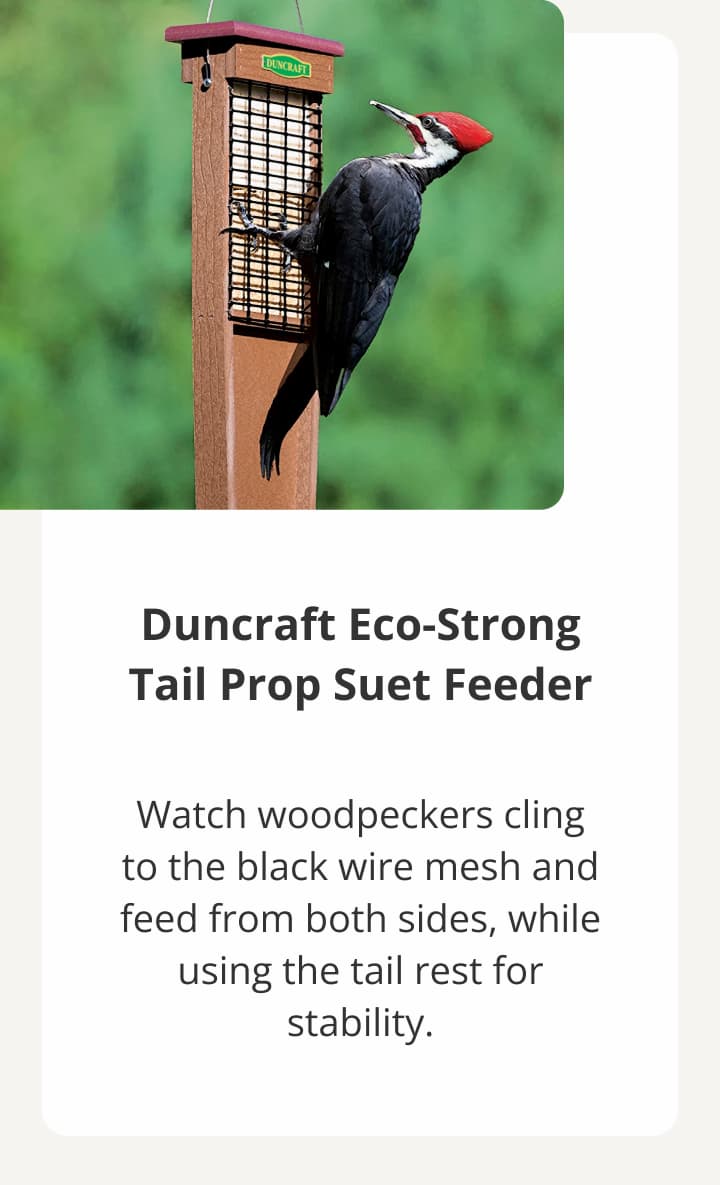 Duncraft Eco-Strong Tail Prop Suet Feeder
