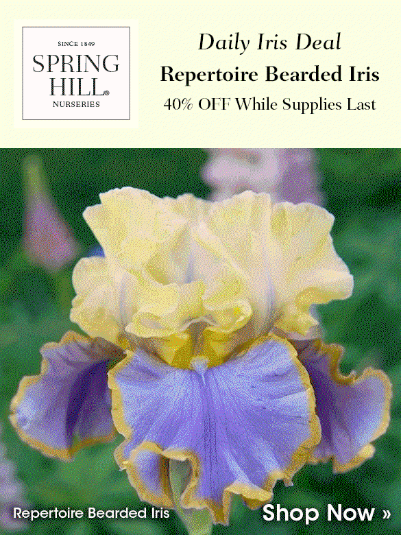 Daily Iris Deal: Lest We Forget at 40% OFF