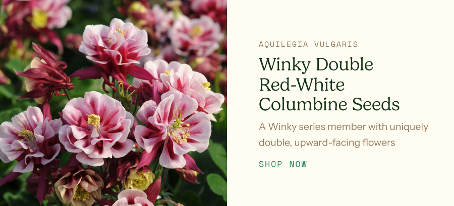 Columbine Seeds - Winky Double Rose White