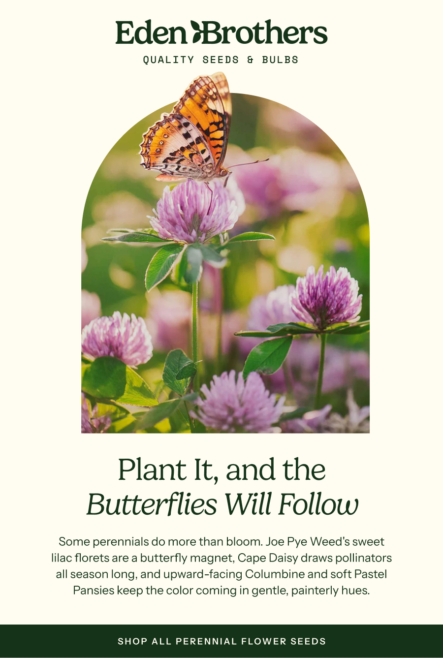 Plant It, and the Butterflies Will Follow - Some perennials do more than bloom. Joe Pye Weed's sweet lilac florets are a butterfly magnet, Cape Daisy draws pollinators all season long, and upward-facing Columbine and soft Pastel Pansies keep the color coming in gentle, painterly hues.