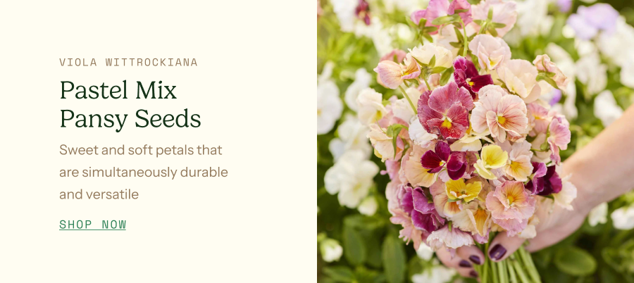 Pansy Seeds - Pastel Mix