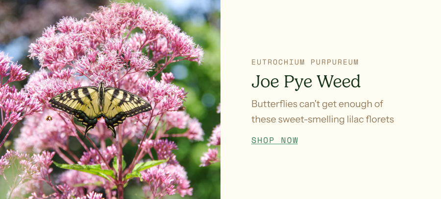 Joe Pye Weed