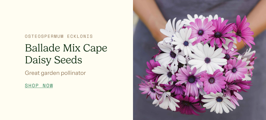 Ballade Mix Cape Daisy Seeds