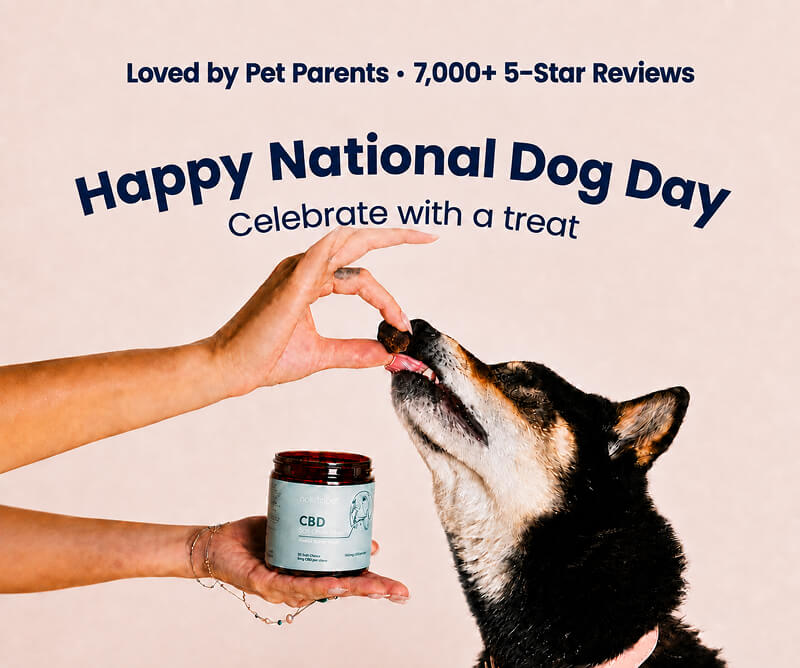 A dog taking a HolistaPet chew