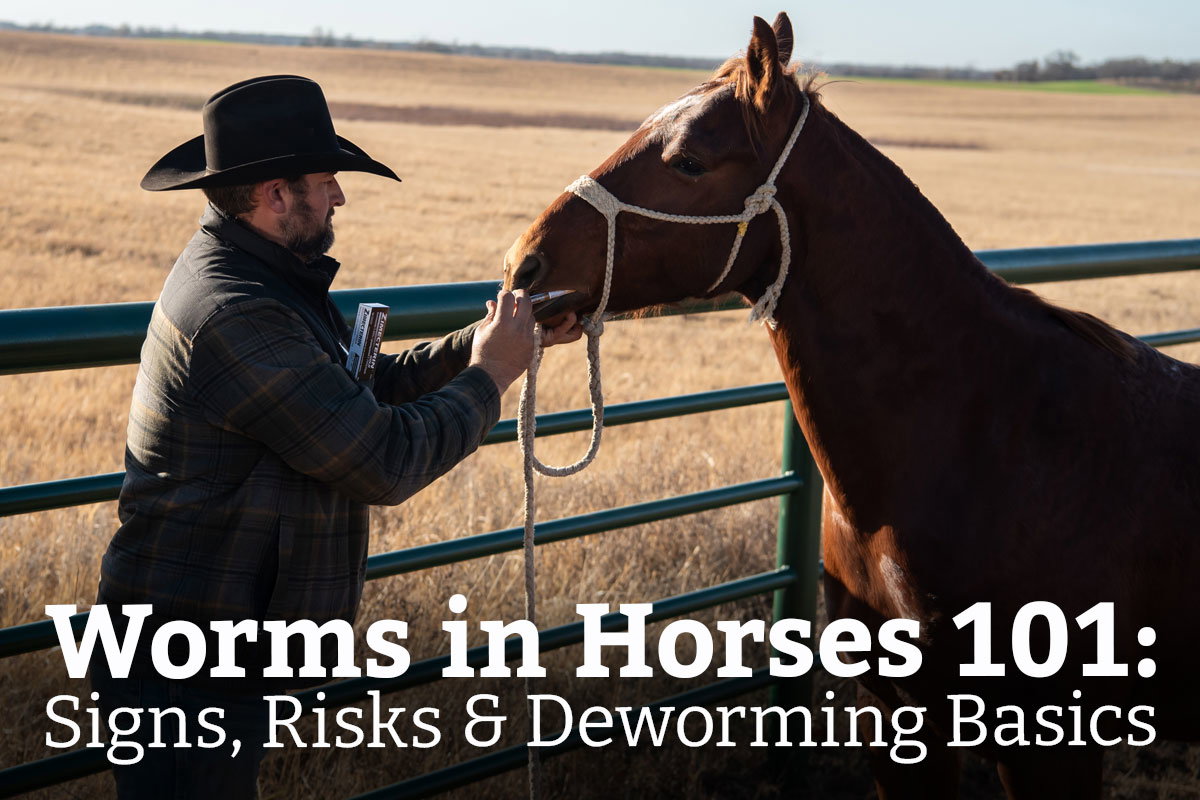 Worms in Horses 101: Signs, Risks & Deworming Basics - Learn More