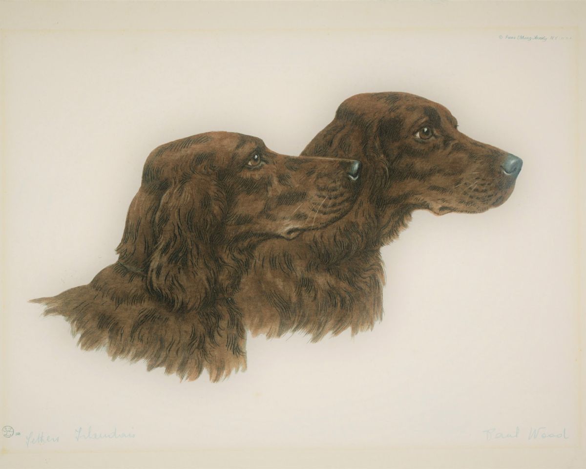 Irish Setter History