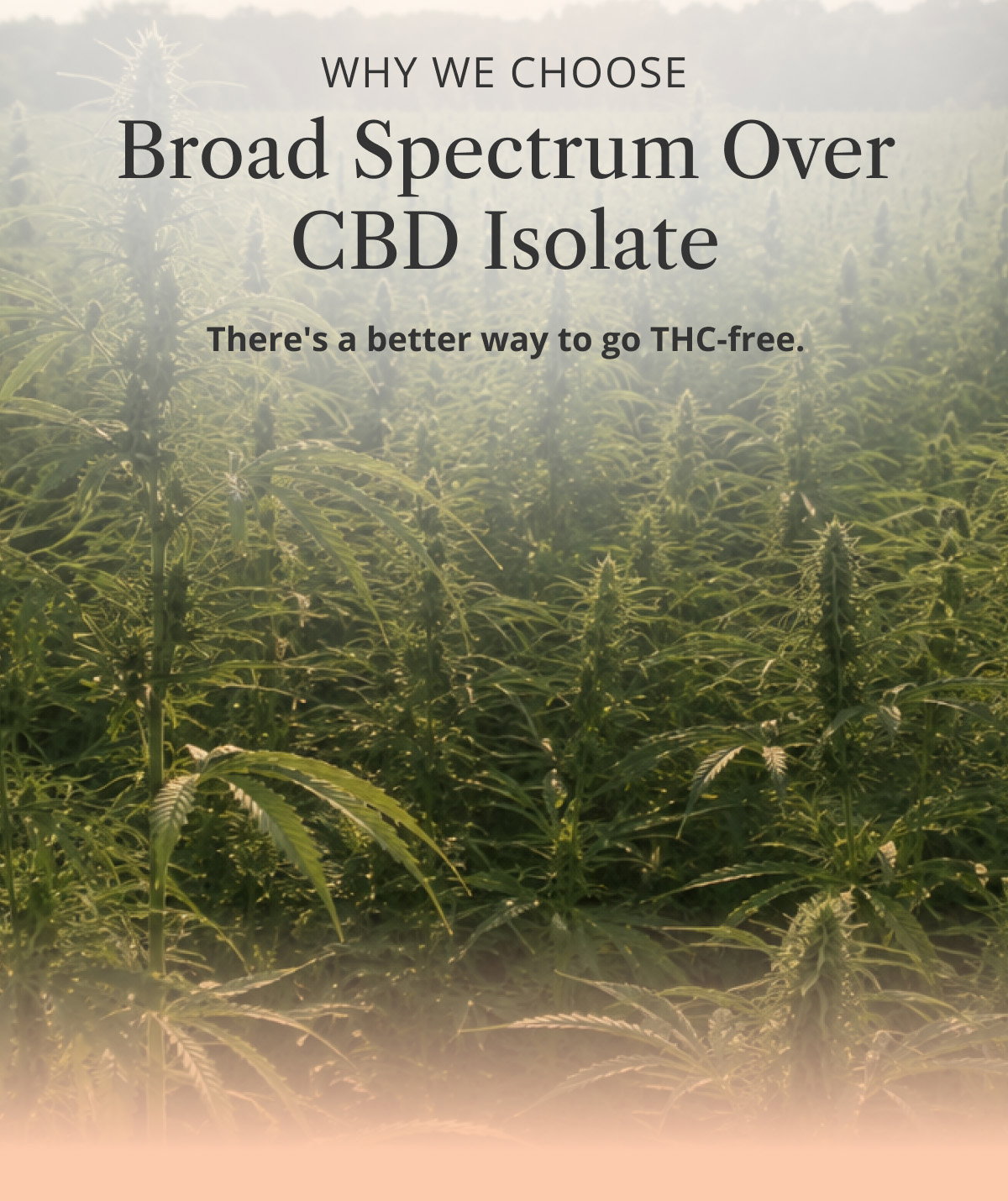 Why We Choose Broad Spectrum Over CBD Isolate
