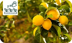 Comment cultiver le citronnier dans le jardin ?