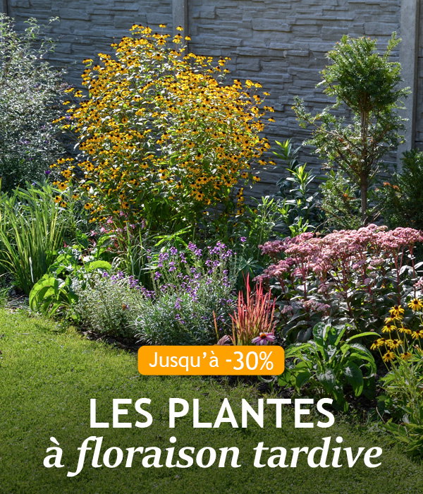 Les plantes à floraison tardive jusqu’à -30% de remise !