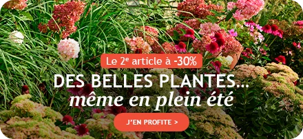 Le 2ème article à -30% : de belles plantes même en plein été !