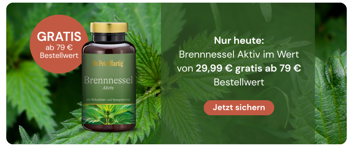 Brennnessel Aktiv