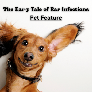 The Ear-y Tale of Ear Infections in Pets