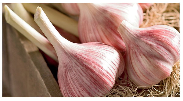 Garlic
