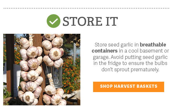 Store it! Store seed garlic in breathable containers in a cool basement or garage. Avoid putting seed garlic in the fridge to ensure the bulbs don't sprout prematurely. - SHOP HARVEST BASKETS 