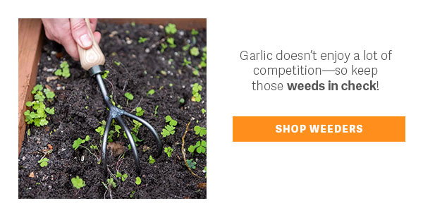Garlic doesn't enjoy a lot of competition - so keep those weeds in check! SHOP WEEDERS