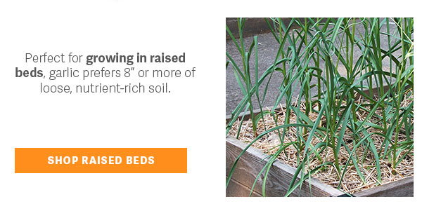 Perfect for growing in raised beds, garlic prefers 8" or more of loose, nutrient-rich soil - SHOP RAISED BEDS