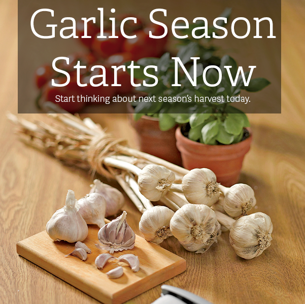 Garlic Season Starts Now - Start thinking about next season's harvest today. 