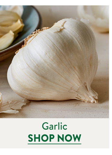 Garlic Bulbs