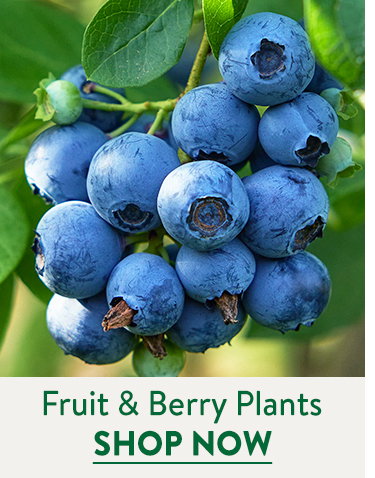 Fruit and Berry Plants