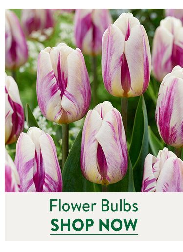 Flowering Bulbs