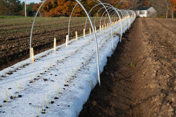 Overwintering Onions for Spring Harvest - Learn More