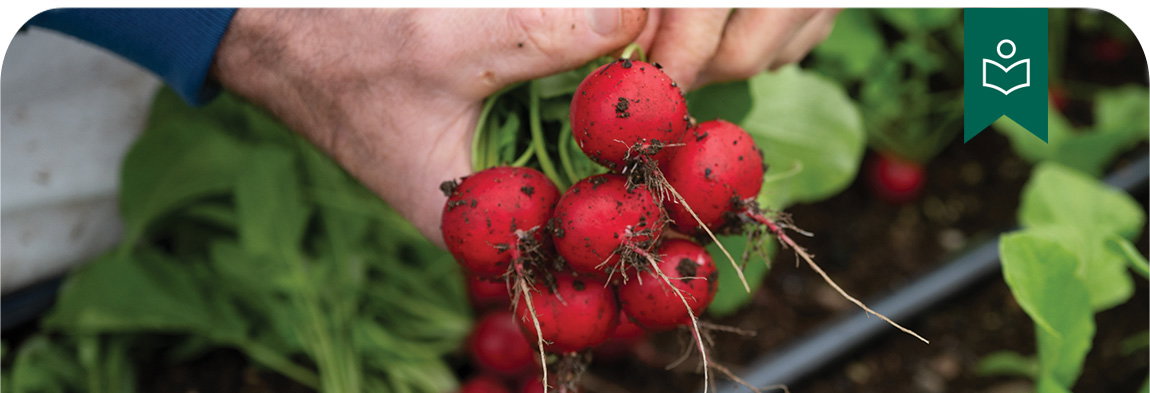 Radishes in the Winter Tunnel - Learn More