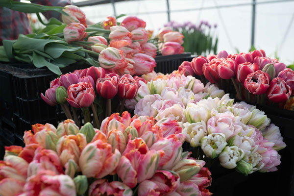 Guide to Forcing Flower Bulbs - Learn More