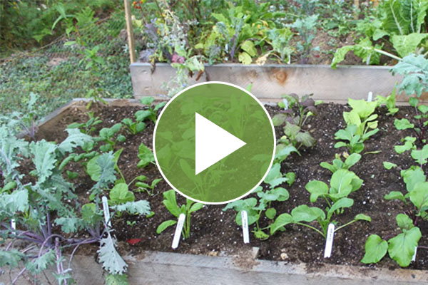 Video: Planning & Planting the Autumn Vegetable Garden - Watch Now