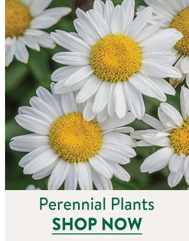 Fall Perennial Plants