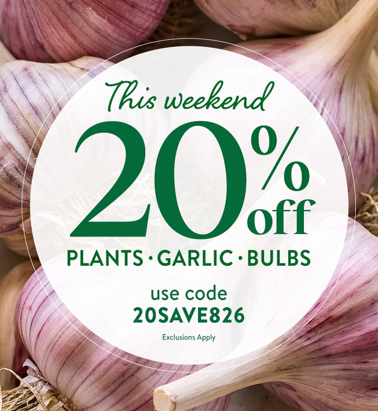 Garlic Bulbs