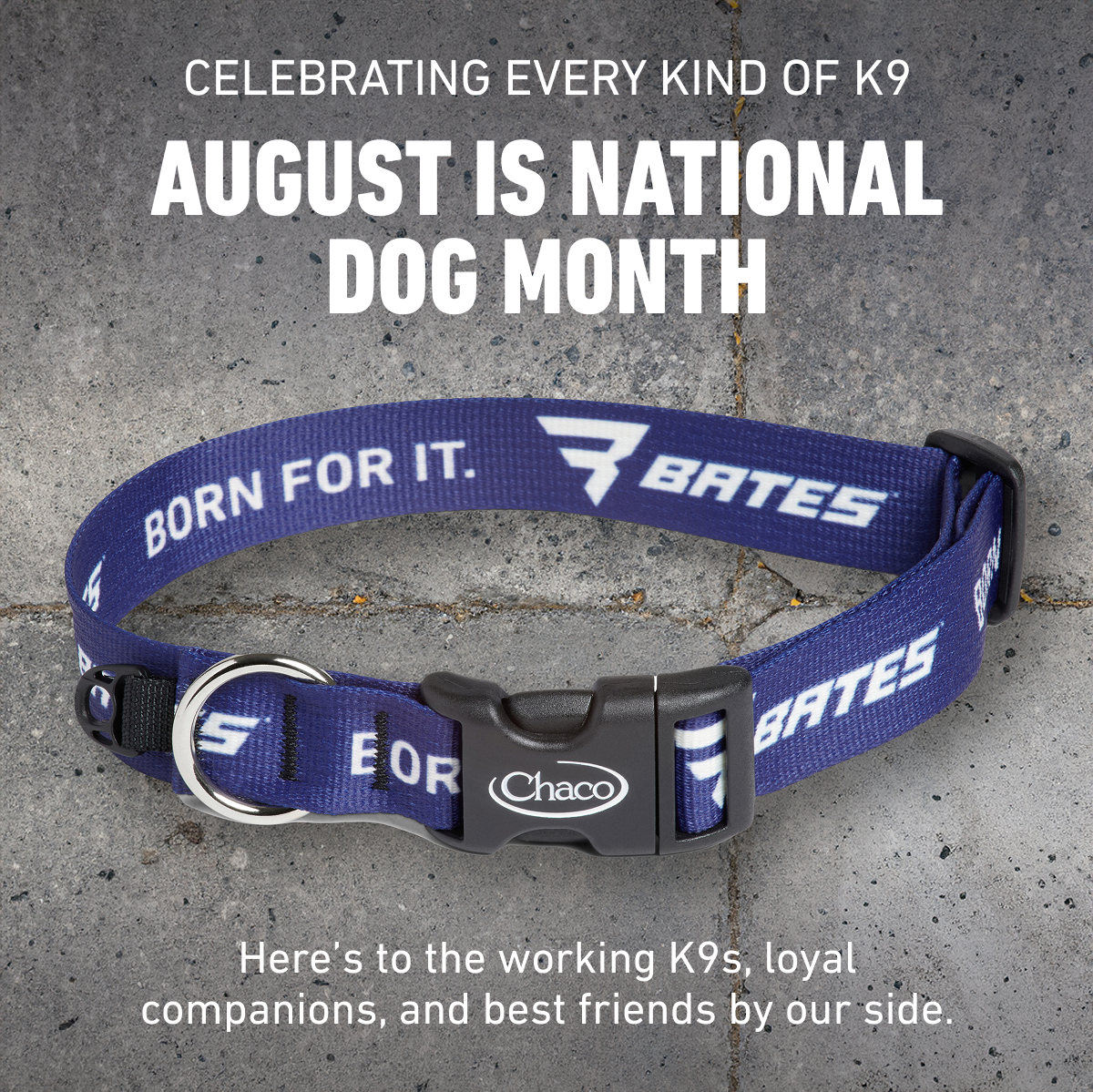 Bates by Wolverine - CELEBRATING EVERY KIND OF K9 - AUGUST IS NATIONAL DOG MONTH - Here's to the working K9s, loyal companions, and best friends by our side.