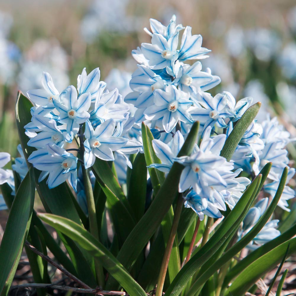 Russian Snowdrop