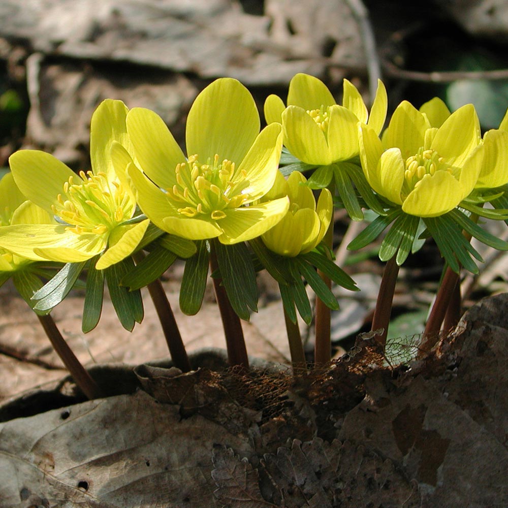 Aconite (Winter Flowering)