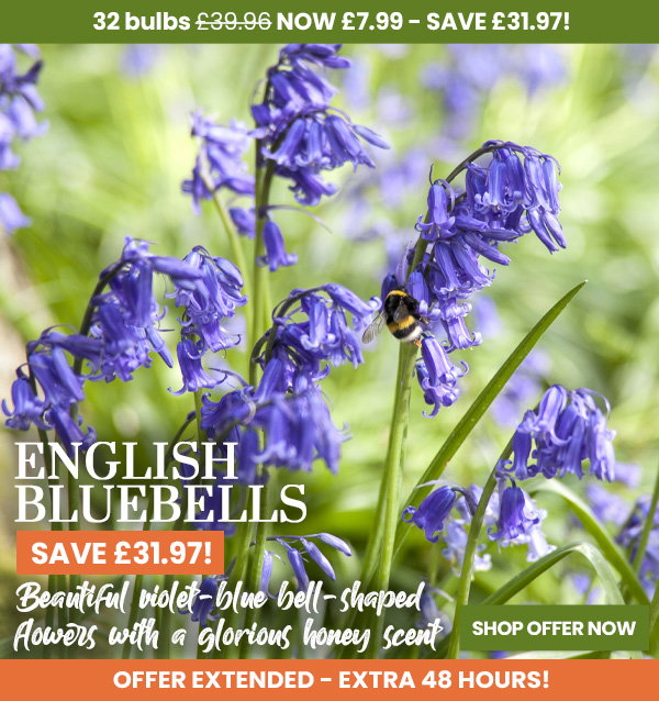 English Bluebells