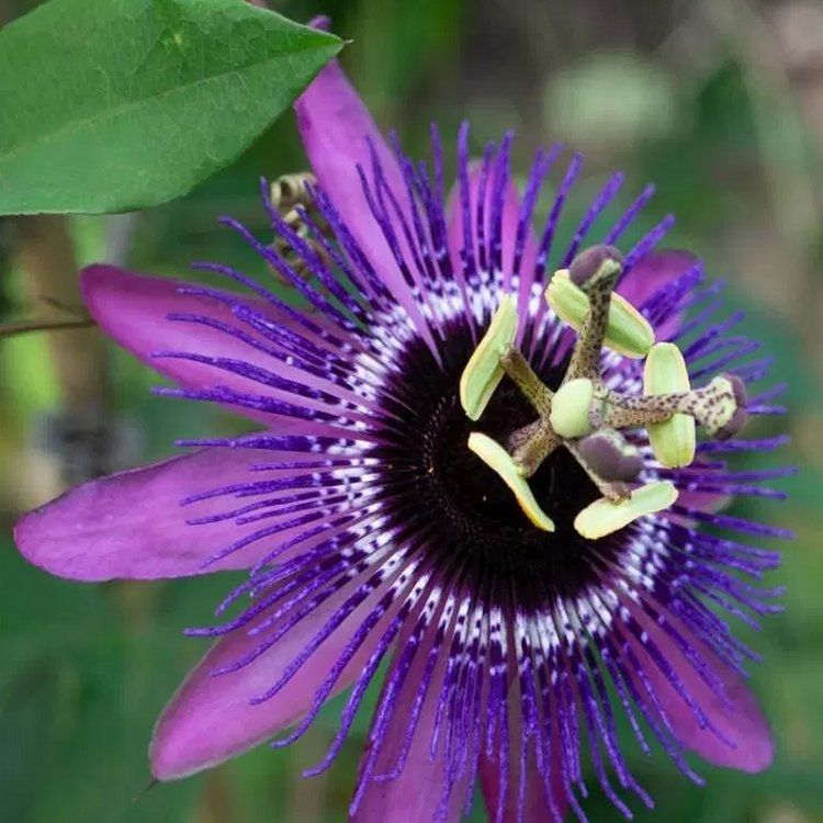 Passion Flower ‘Purple Rain’