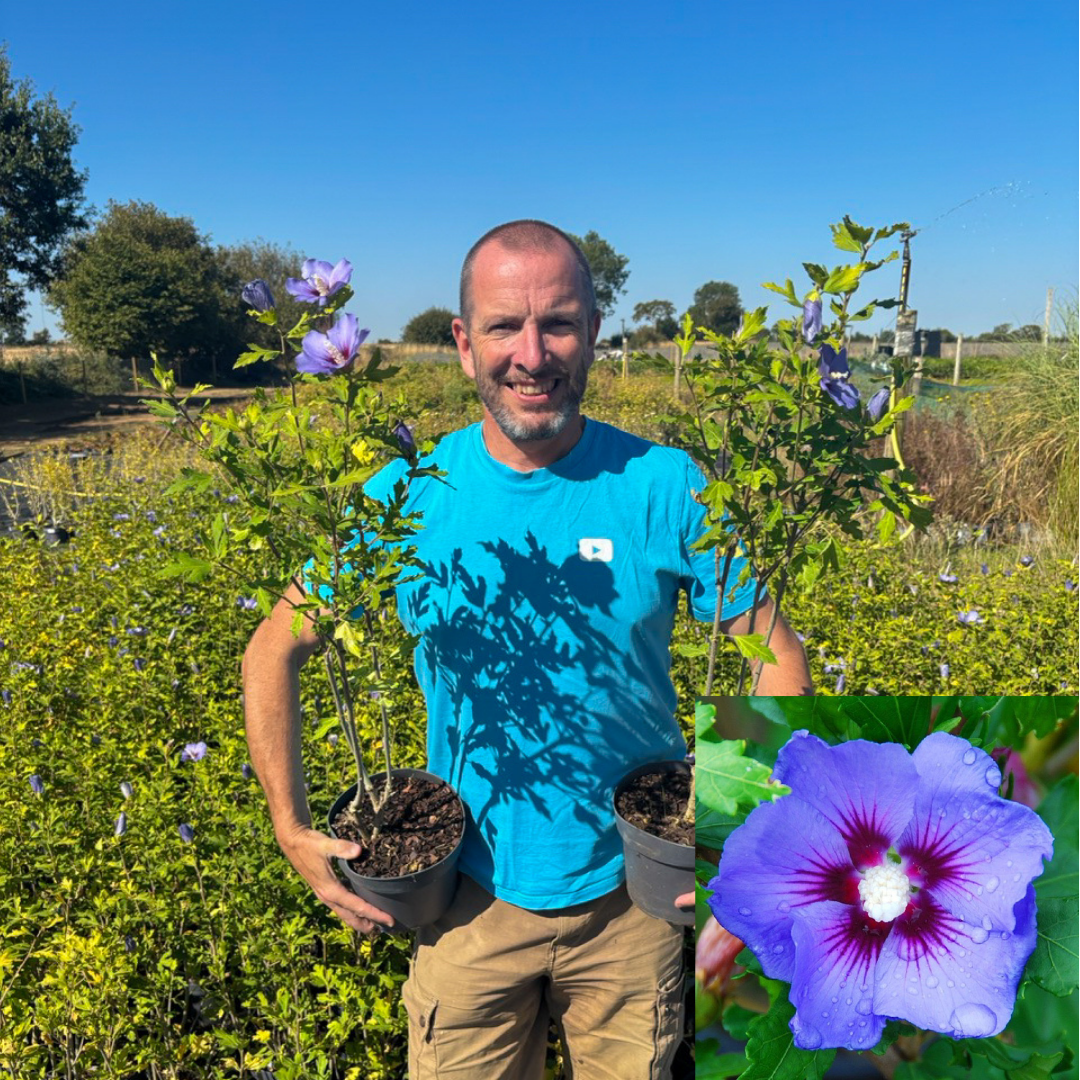 Hibiscus Blue Bird - Marina Blue