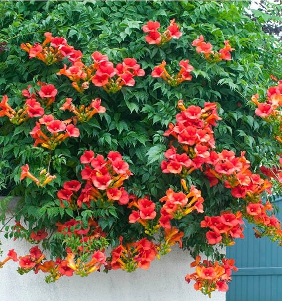 Campsis 'Summer Jazz' Red - Trumpet Vine