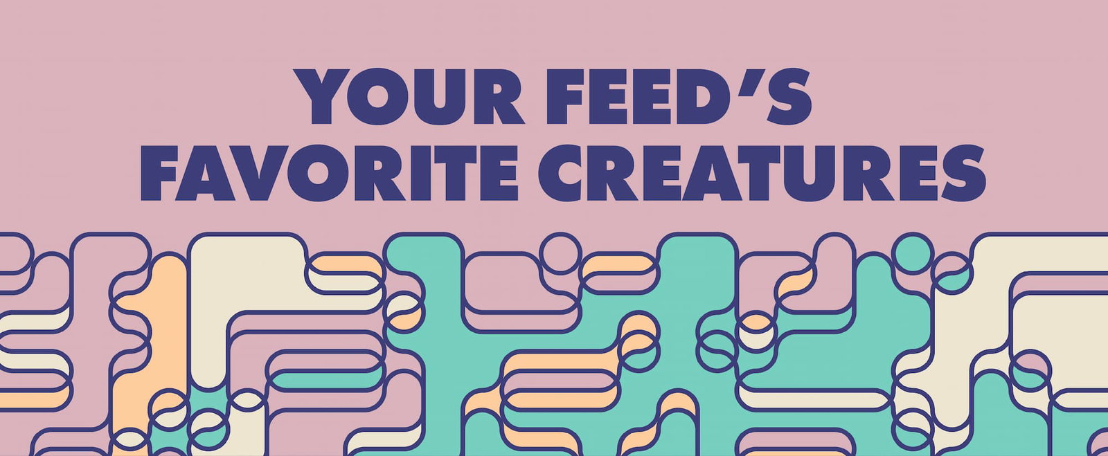 YOUR FEED’S FAVORITE CREATURES