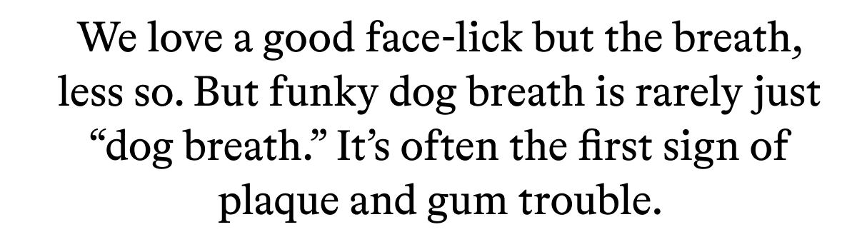 We love a good face-lick but the breath, less so. But funky dog breath is rarely just “dog breath.” It’s often the first sign of plaque and gum trouble.