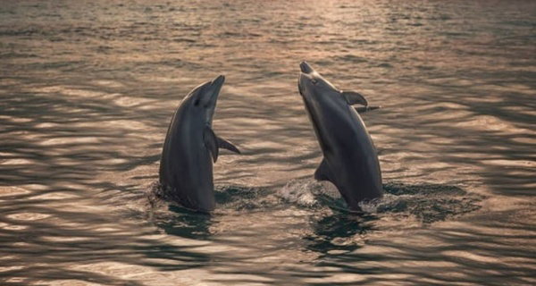 Dolphin Sightseeing Adventure Cruise