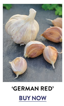 Garlic, German Red