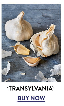 Garlic, Transylvania