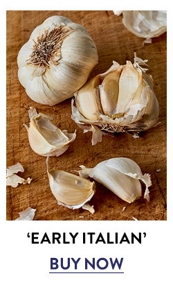 Garlic, Early Italian
